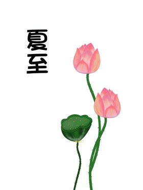 菡萏荷花