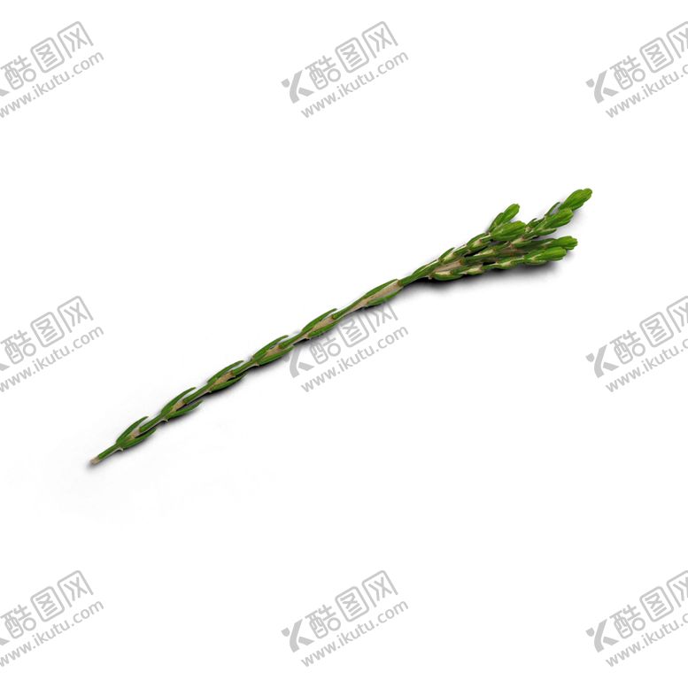 编号：71391706270422058958【酷图网】源文件下载-松针
