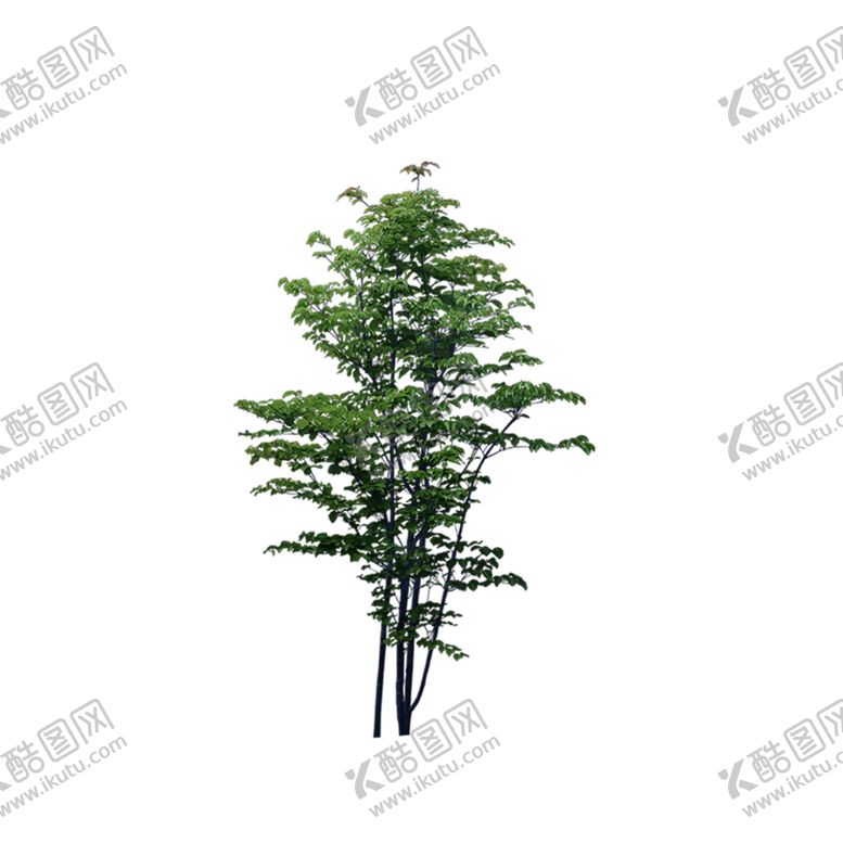 编号：75613407131407045422【酷图网】源文件下载-绿色植物