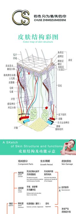 皮肤结构图