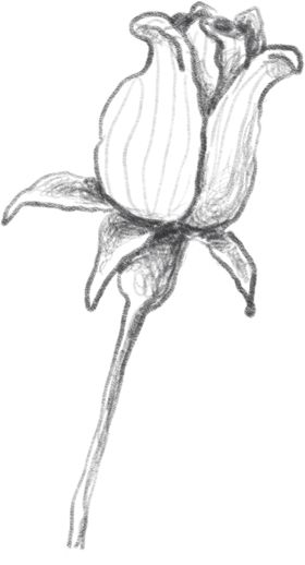 玫瑰花素描绘画
