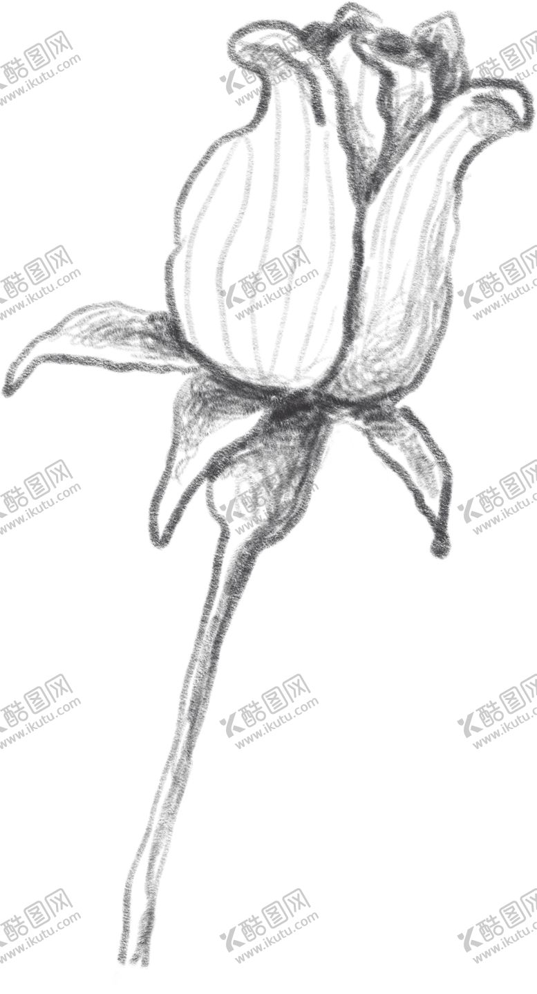 编号：61956907020006274485【酷图网】源文件下载-玫瑰花素描绘画