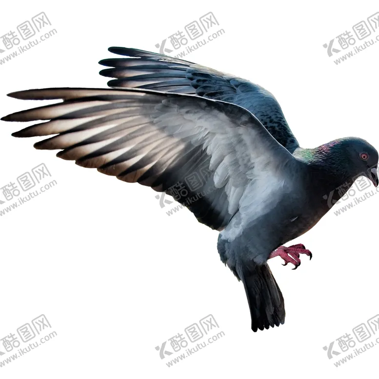 编号：79048106262313054756【酷图网】源文件下载-鸽子