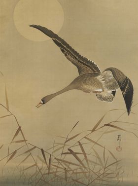 大雁