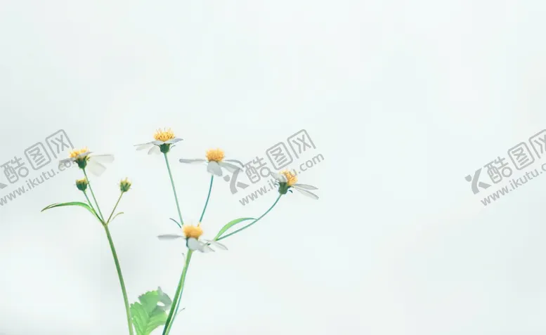 编号：72517112011246388983【酷图网】源文件下载-白色花朵
