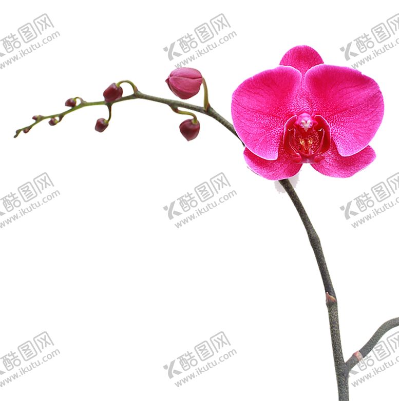 编号：49947910091433042606【酷图网】源文件下载-鲜花素材