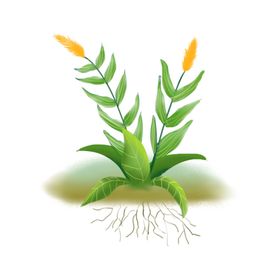 手绘植物元素