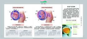 孕妈妈及胎宝宝变化第五个月