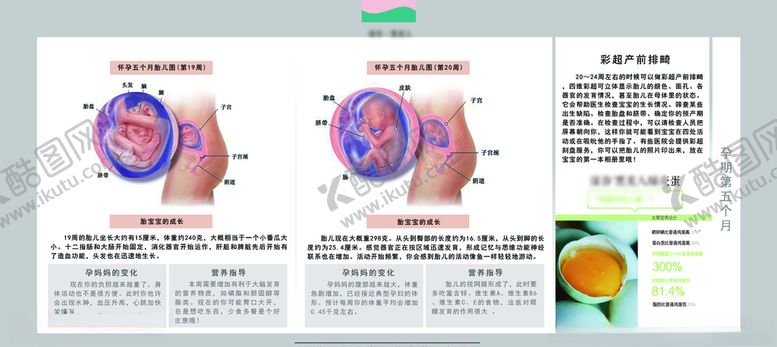 编号：44110105160011224389【酷图网】源文件下载-孕妈妈及胎宝宝变化第五个月