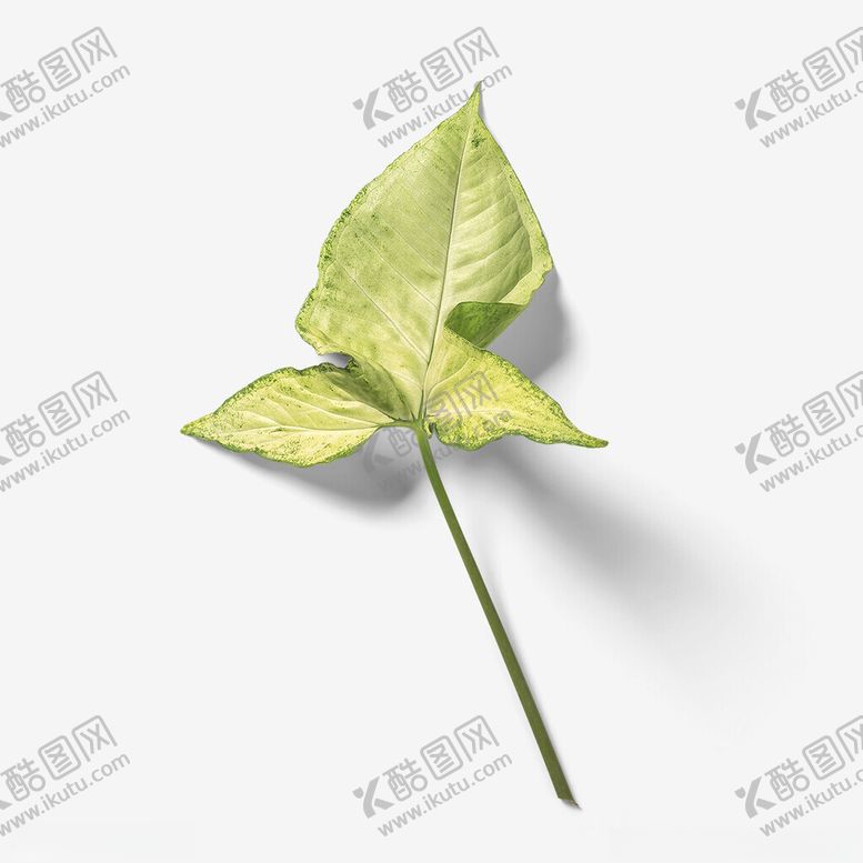 编号：44951602201500505261【酷图网】源文件下载-树叶