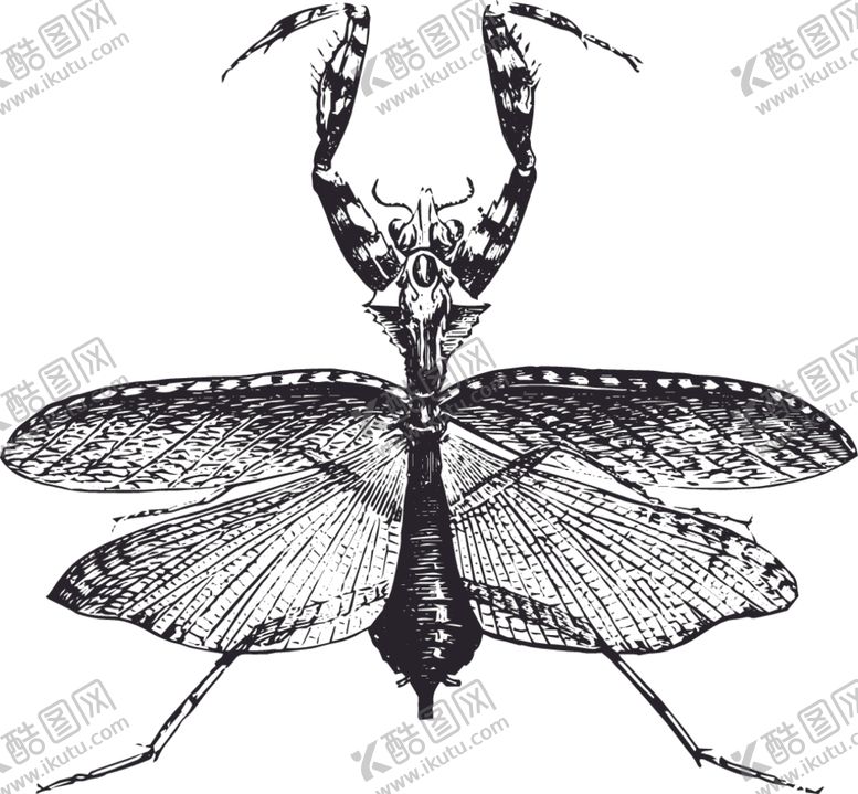 编号：35290509270332434842【酷图网】源文件下载-自然昆虫蝴蝶标本插画