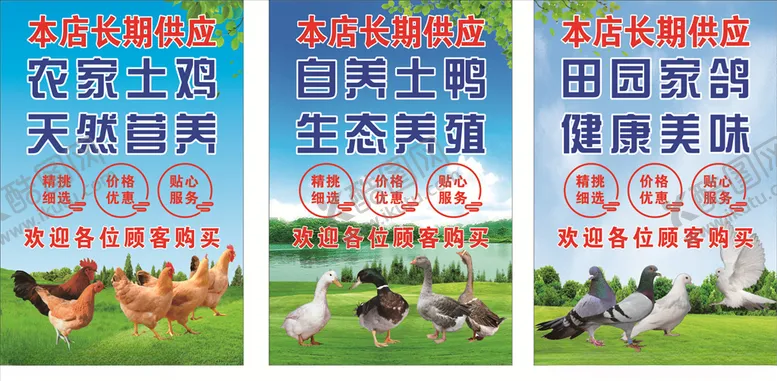 编号：73496604261019574614【酷图网】源文件下载-土鸡土鸭家鸽销售海报