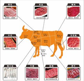 新牛肉分割图