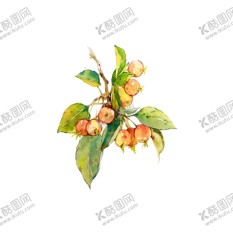 编号：71457207041719421392【酷图网】源文件下载-水果