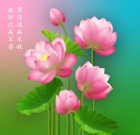 矢量荷花荷叶