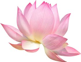 荷花元素