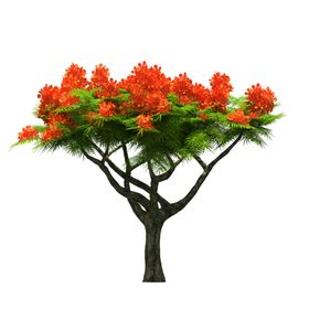 景观树