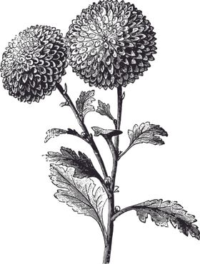 线描植物