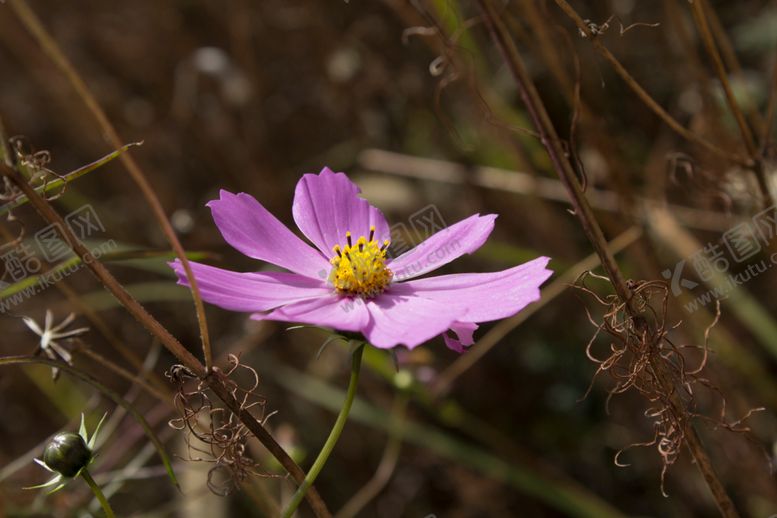 编号：28611009251626533807【酷图网】源文件下载-波斯菊