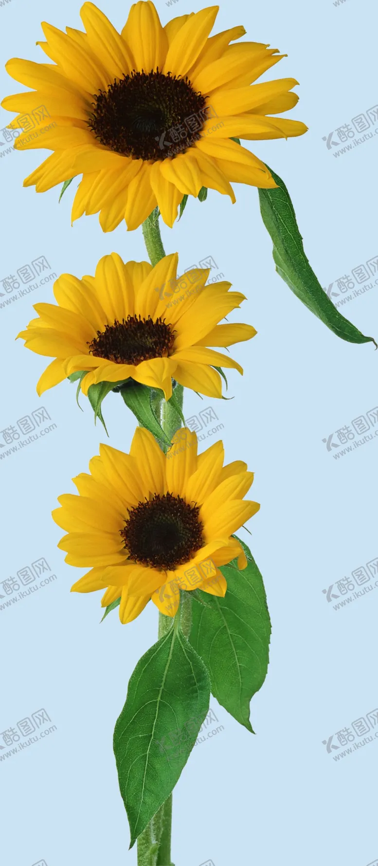 编号：45306210051317249783【酷图网】源文件下载-向日葵