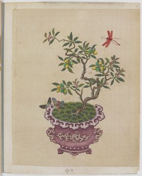 盆景花鸟