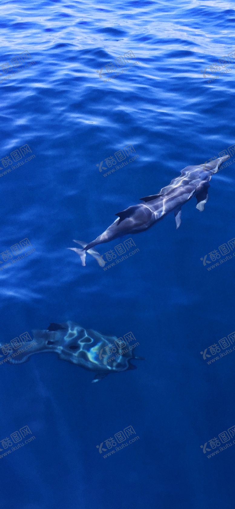 编号：38800309271415002525【酷图网】源文件下载-手机壁纸