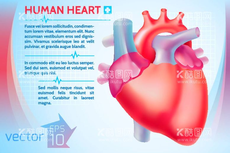 编号：54740012031539375097【酷图网】源文件下载-心脏