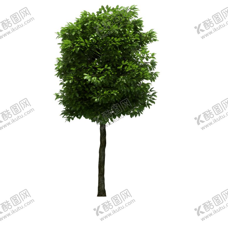 编号：12761309212329419754【酷图网】源文件下载-景观树