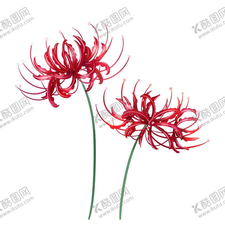 编号：23125009291043076471【酷图网】源文件下载-手绘植物花卉