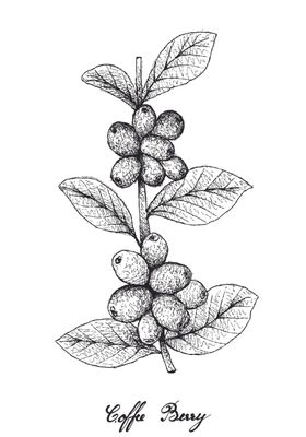 白描水果