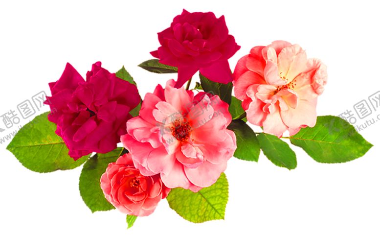 编号：54732806190814551598【酷图网】源文件下载-鲜花装饰