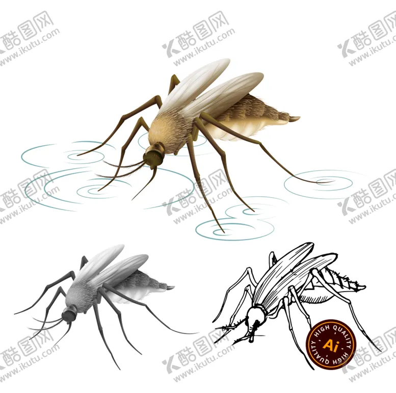 编号：59421709180838416038【酷图网】源文件下载-逼真蚊子矢量插画