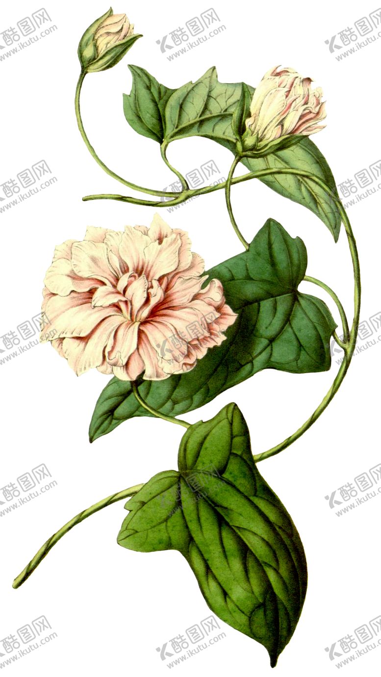 编号：34326707090539414110【酷图网】源文件下载-复古花朵植物图案