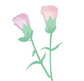 花康乃馨
