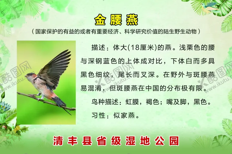 编号：63159709201054034501【酷图网】源文件下载-金腰燕