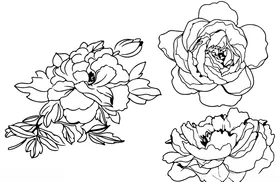 牡丹花线稿素材