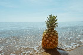 海边的菠萝