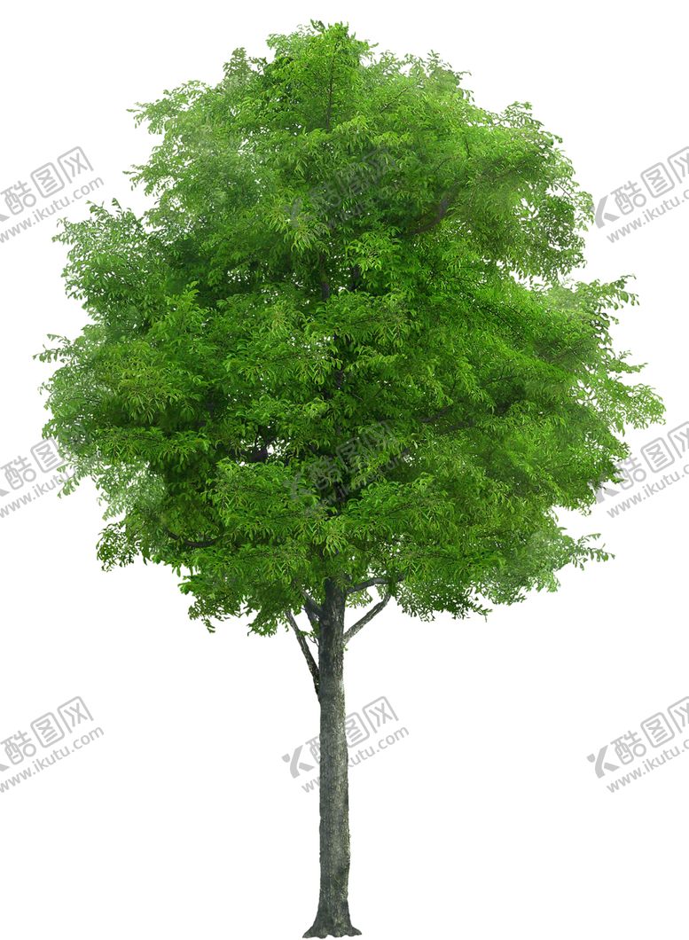 编号：24983910290818469906【酷图网】源文件下载-透明大树png素材