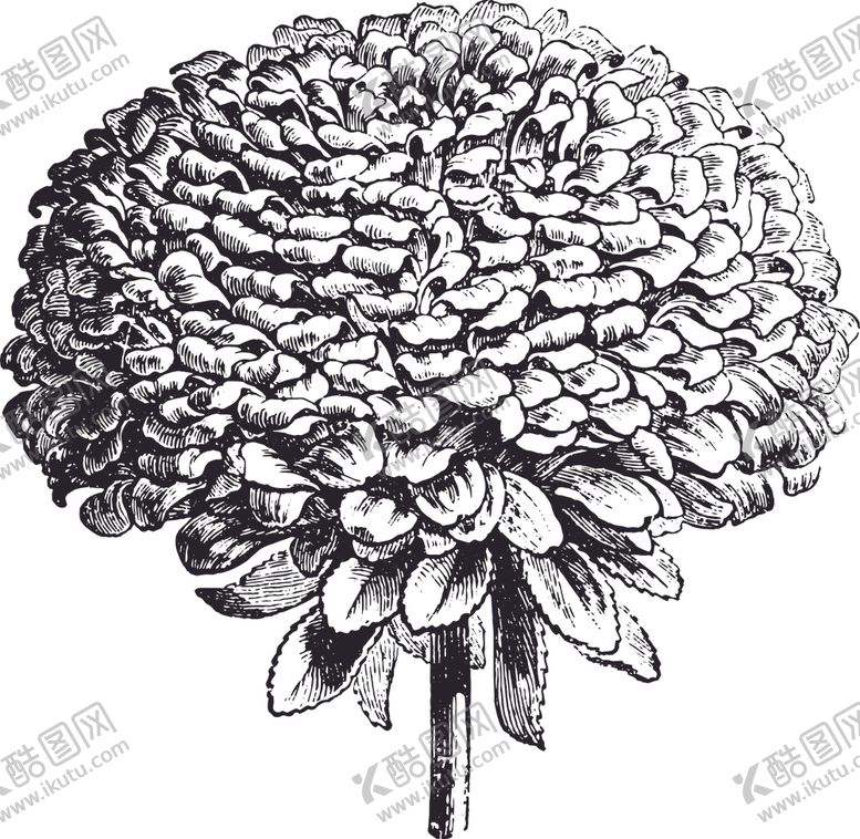 编号：82755206251103285500【酷图网】源文件下载-线描植物