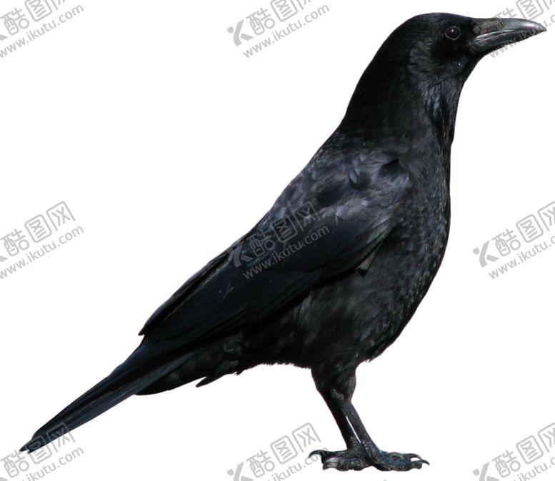 编号：76530910221717296117【酷图网】源文件下载-乌鸦