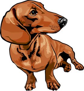 腊肠犬