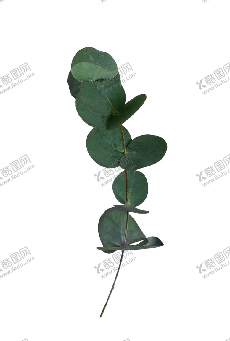编号：48540010190635389529【酷图网】源文件下载-绿色植物