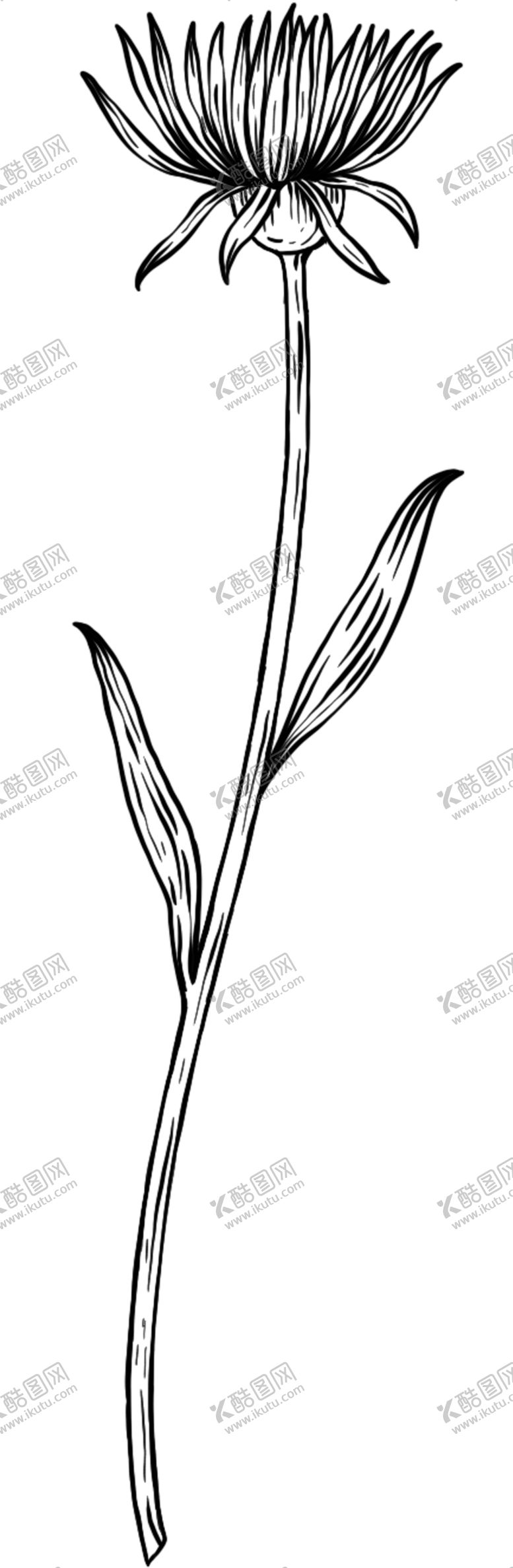 编号：43270409212343517240【酷图网】源文件下载-花朵素描