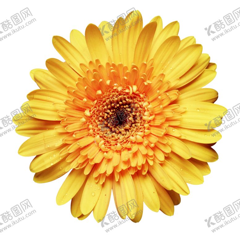 编号：97744506251450402395【酷图网】源文件下载-菊花素材