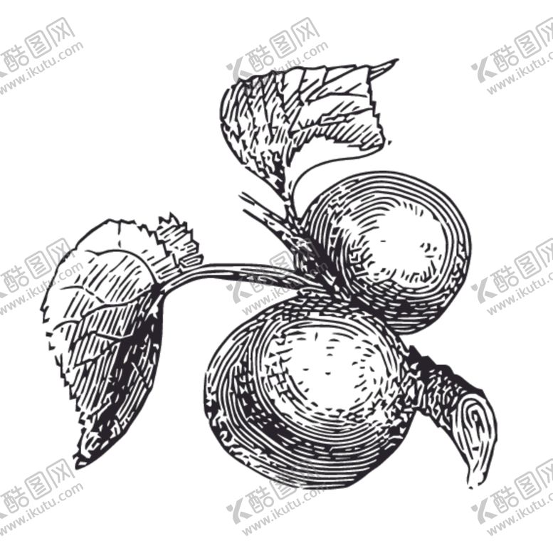 编号：38598110151620401727【酷图网】源文件下载-水果绘画线稿图案