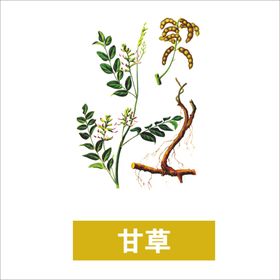 草本植物药材图片