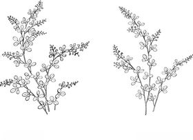 日本线描植物花卉矢量素材