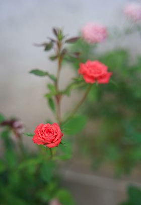 玫瑰