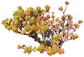 免扣花卉素材