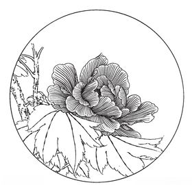 芙蓉